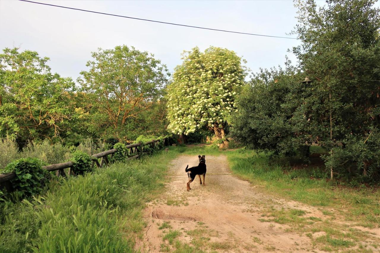 Masia Sagues 波贝勒特 外观 照片